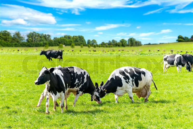 Black and white cattle battle on a green field in the spring under a blue sky, stock photo