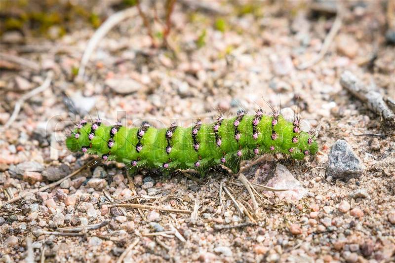 The Small Emperor Moth caterpillar in beautiful green color with pink spots on a gravel surface, stock photo