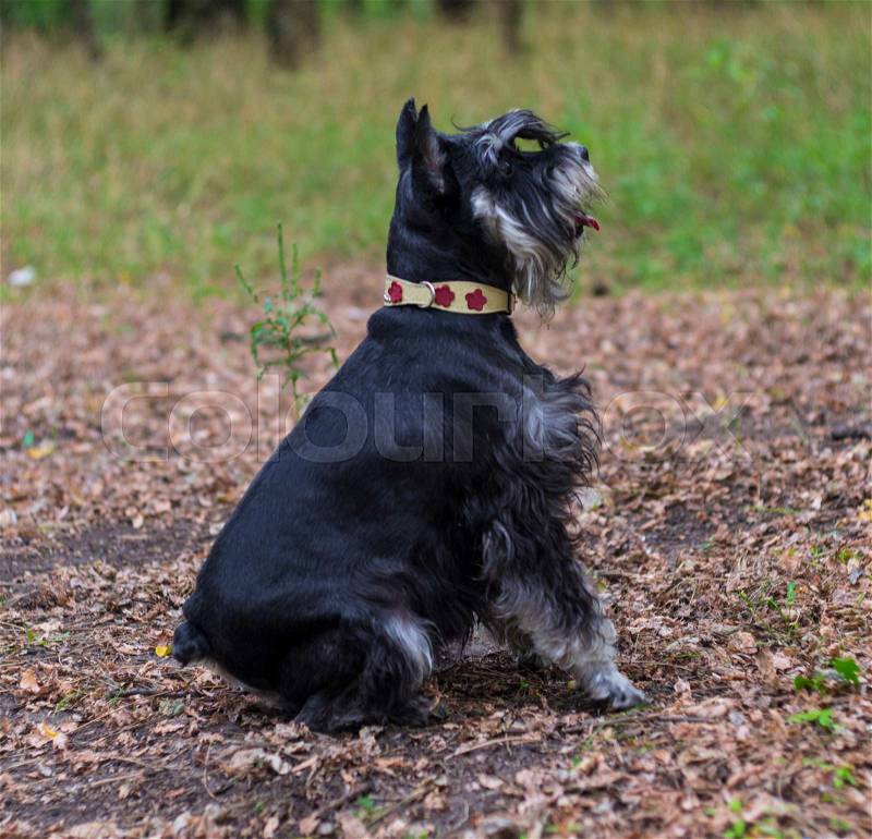 Miniature Schnauzer dog. Portrait of a young miniature schnauzer on lawn, stock photo
