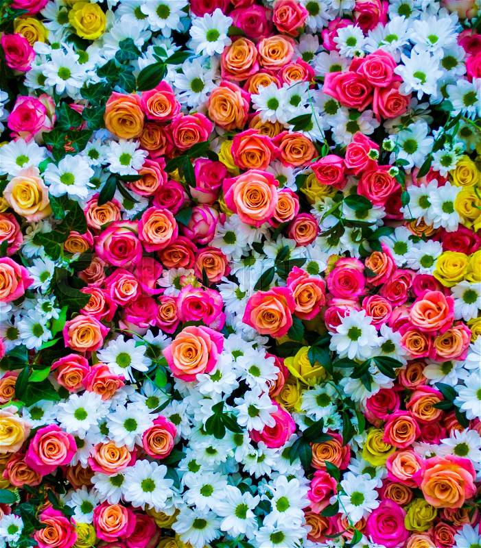 Floral background with roses and chrysanthemums. roses, stock photo