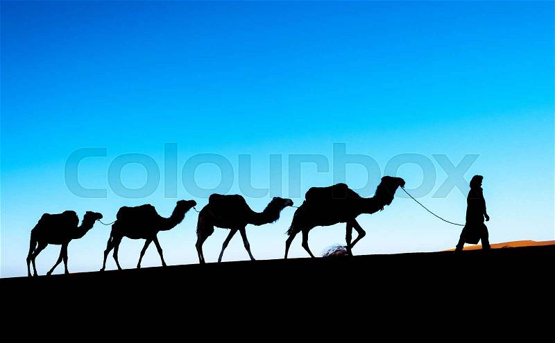 Camel caravan going through the sand dunes in the Sahara Desert,, stock photo