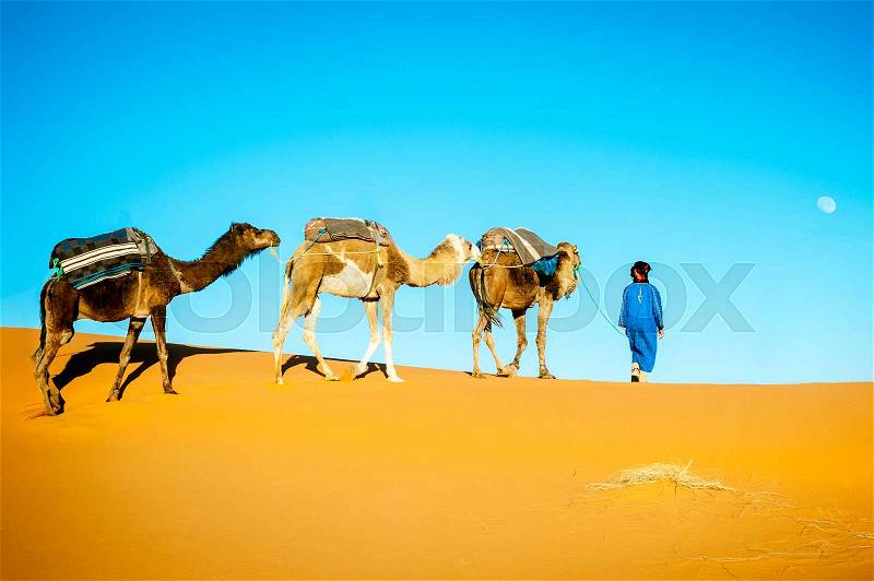 Camel caravan moving in Sahara desert in morning. Morocco Sahara desert, stock photo