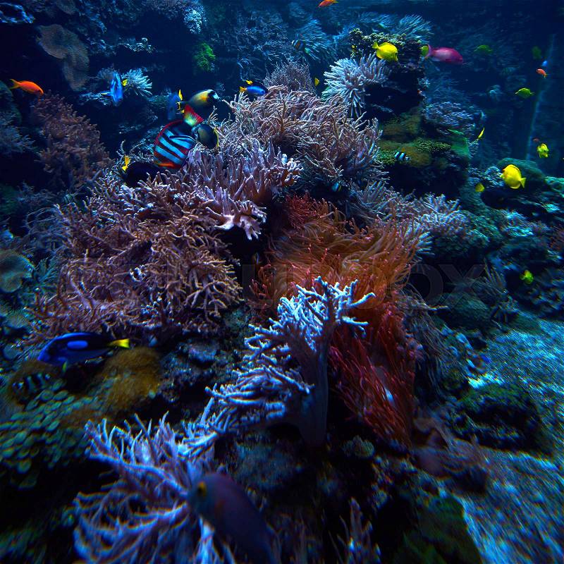 Underwater coral reef landscape. Coral garden with tropical fish, stock photo