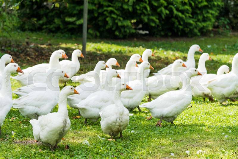 Goose farm. white geese. white domestic geese grazing in the meadow. Home goose, stock photo