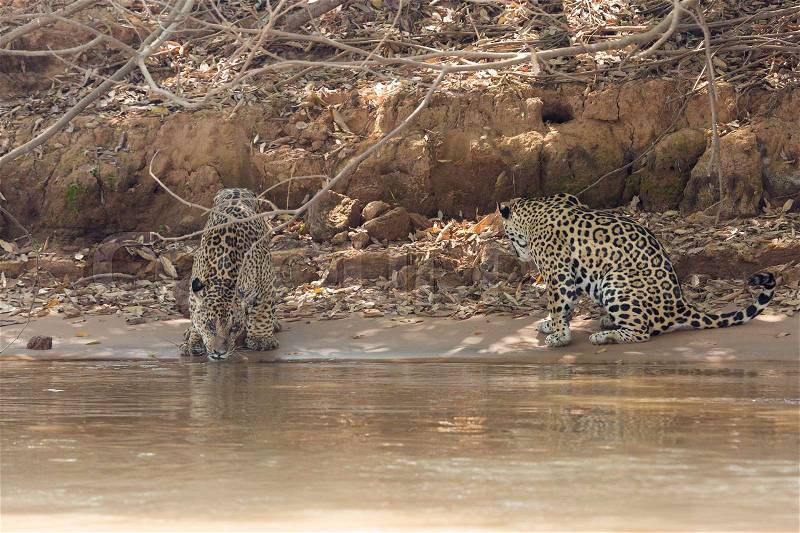 Brazilian Pantanal - Jaguar, stock photo