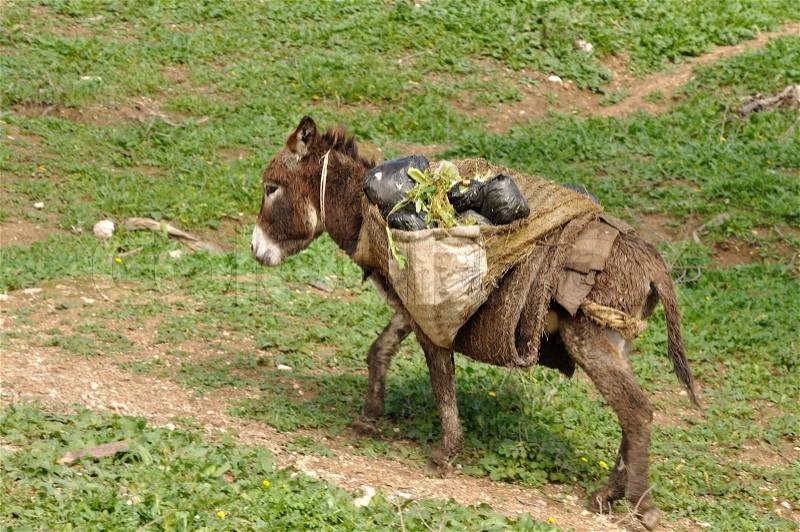 The Mule - traditional means of transport in Morocco, stock photo