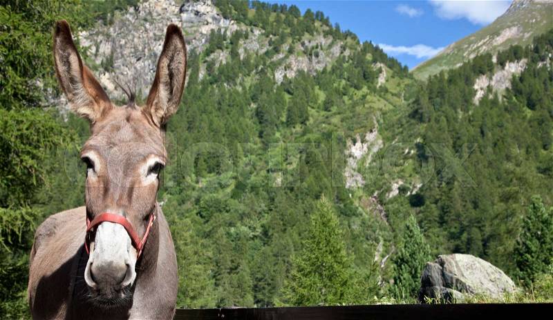 Free donkey on Italian Alps, looking to the camera, stock photo