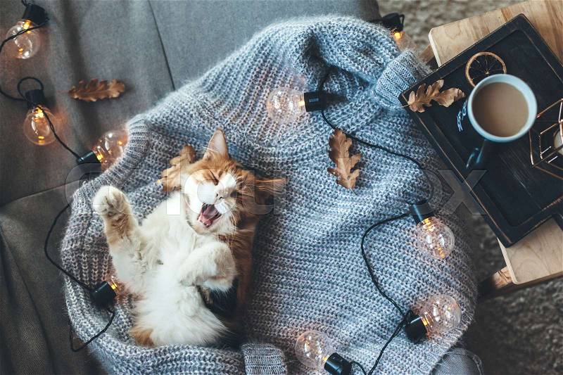 Lazy cat sleeps and yawns on soft woolen sweater on sofa, decorated with led lights. Winter or autumn weekend concept, top view, stock photo