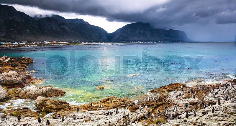 Beautiful landscape of Betty\'s Bay, many wild little penguins on the rocky shore, amazing beauty of a African nature, exotic traveling, South Africa, stock photo