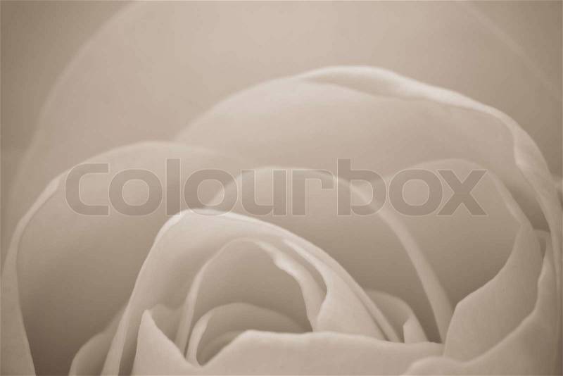 Close up of white rose petals, stock photo