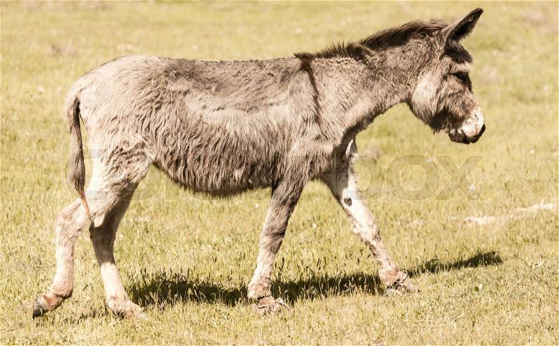 A donkey grazes pasture in a field with grass , stock photo