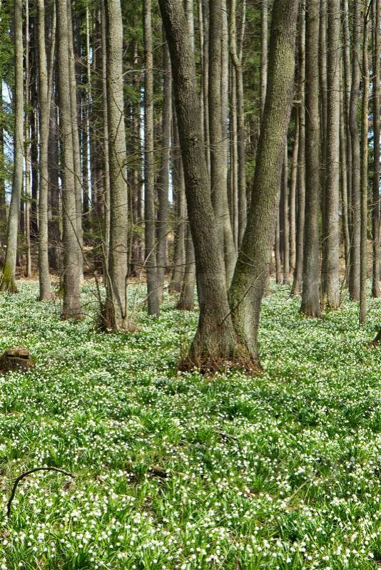 Snowflake forest in the springtime, stock photo