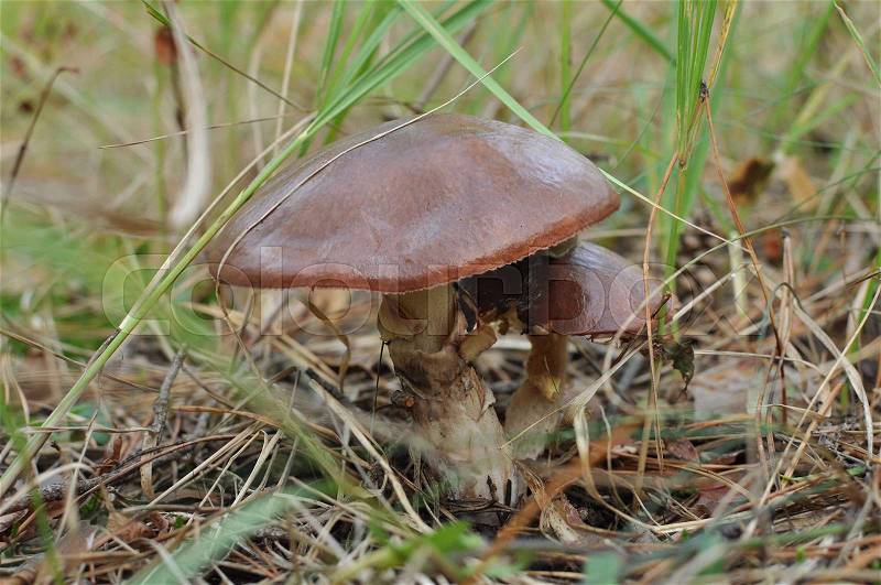 Two suillus mashroom growing close to each other, stock photo