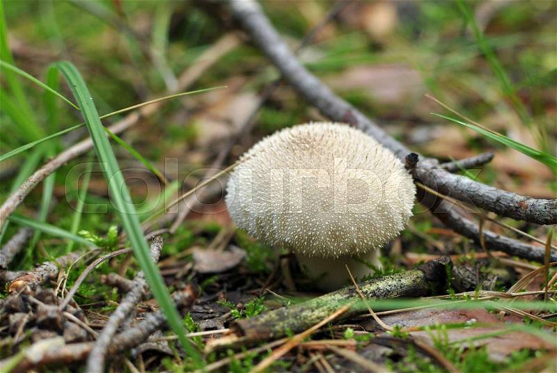 Lycoperdon perlatum, popularly known as the common puffball, warted puffball, gem-studded puffball, or the devil\'s snuff-box, stock photo