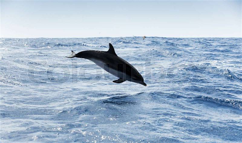 Common Dolphin jumps in Atlantic Ocean near Madeira Island, Portugal, stock photo
