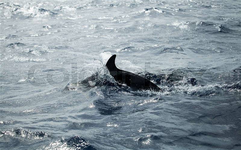 Common Dolphins back, Atlantic Ocean near Madeira Island, Portugal, stock photo
