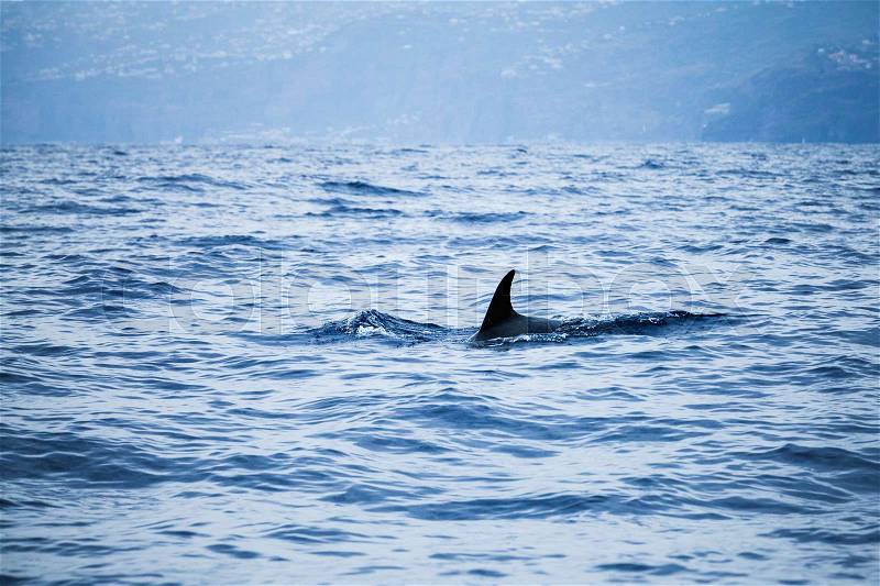 Fin of Сommon Dolphin swimming in Atlantic Ocean near Madeira Island, Portugal, stock photo