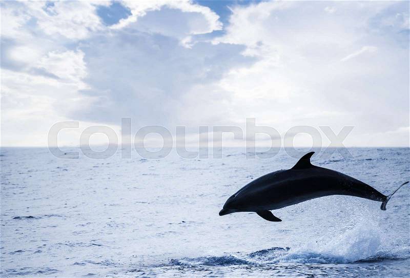 Common Dolphin jumping off, Atlantic Ocean near Madeira Island, Portugal, stock photo