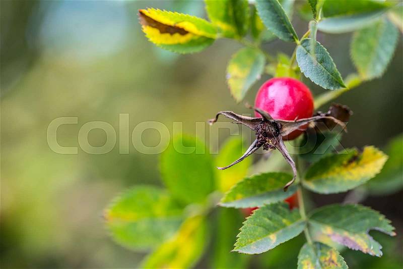 Rose hip. Rose hip in the autumn colours and lights, stock photo