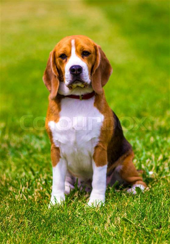 Beagle dog on a green lawn. Dog beagle. Beagle dog, stock photo