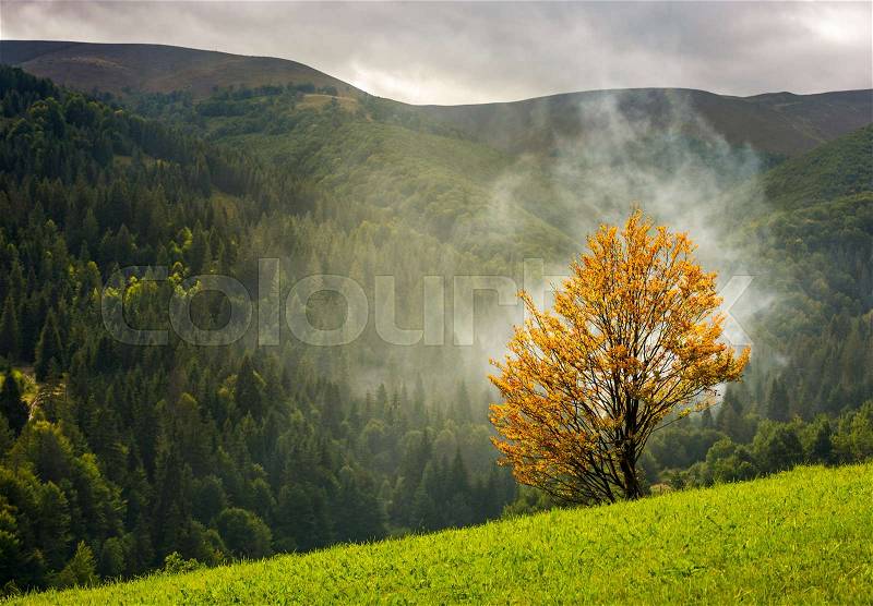 Tree with yellow foliage in foggy mountains. beautiful autumnal scenery with spruce forest on hillside, stock photo