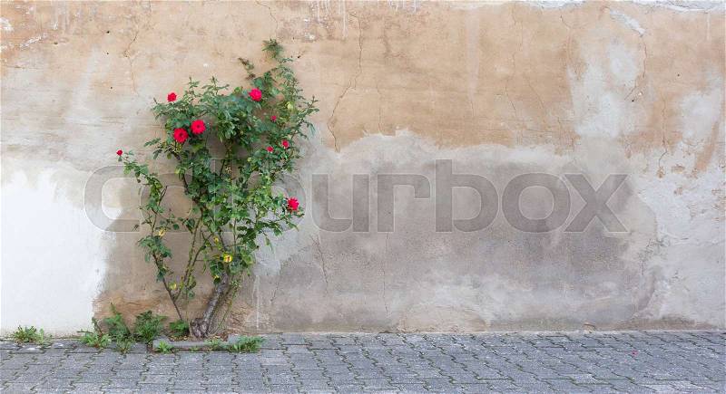Red rose bushes in front of an old wall, stock photo