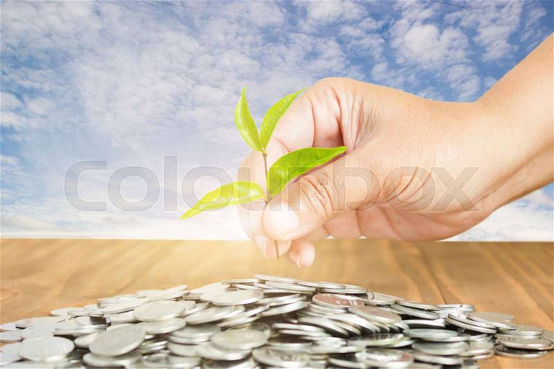 Close-Up Of Female Hand Pick Up The Leaf On The Coin With Blue Sky Background ,Business Finance And Money Concept, Business Investment Growth Concept, stock photo