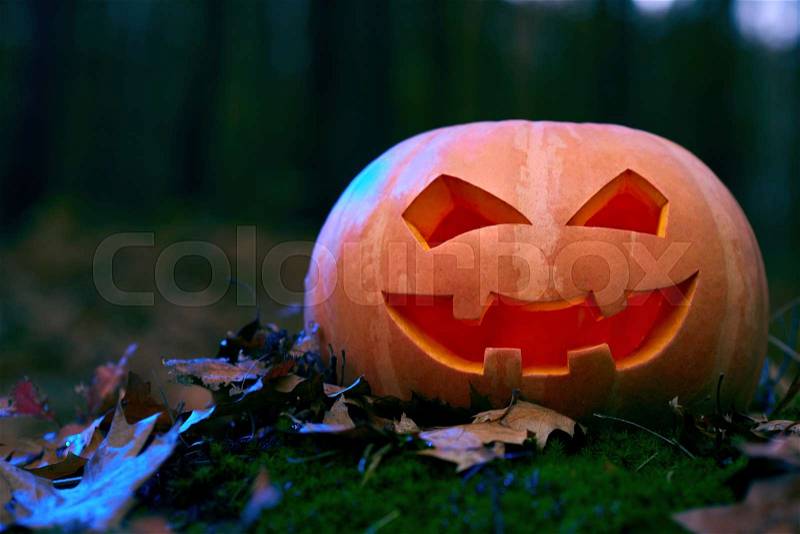Close up of red scary and angry pumpkin with big eyes and tooth looking and smiling at camera. Decoration for Halloween holiday at forest outdoor, among leaves. Funny october holiday, stock photo