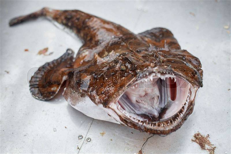 Freshly caught scary big raw angler fish with opened mouth. outdoor shot in Norway. copy space, stock photo