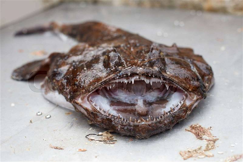 Freshly caught scary big raw angler fish with opened mouth. outdoor shot in Norway. copy space, stock photo