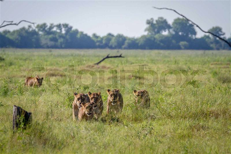 Pride of Lions walking in the grass in the Chobe National Park, Botswana, stock photo