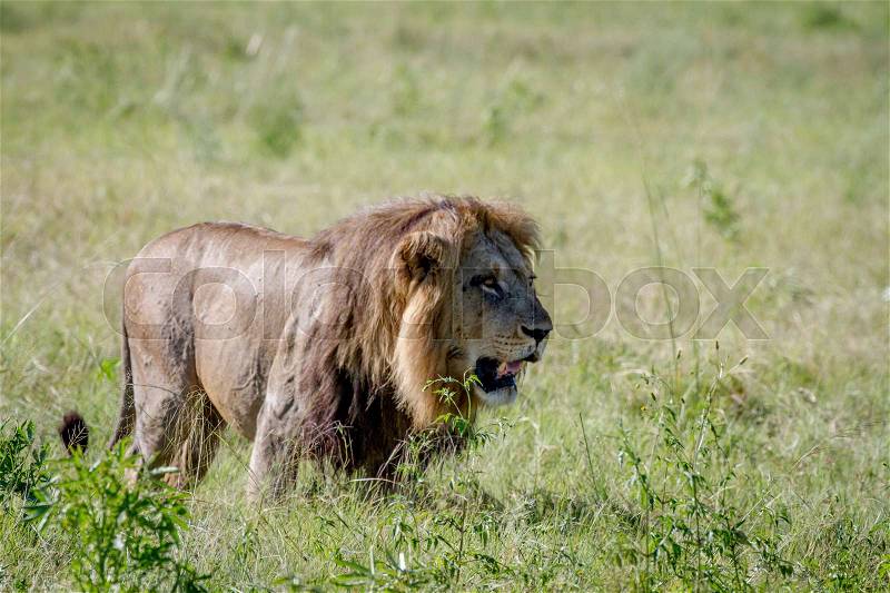 Big male Lion walking in the grass in the Chobe National Park, Botswana, stock photo