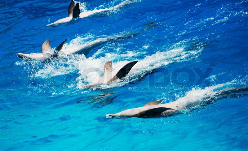 Five dolphins beautifully floating on their backs, stock photo