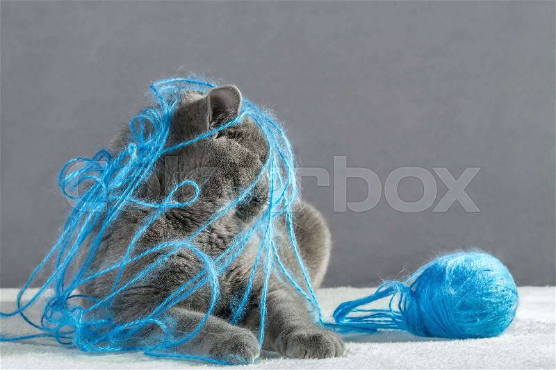 British Blue cat playing with ball of yarn, stock photo