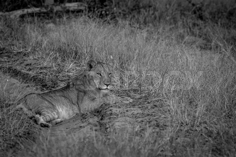 Lion laying on the road starring in black and white in the Chobe National Park, Botswana, stock photo