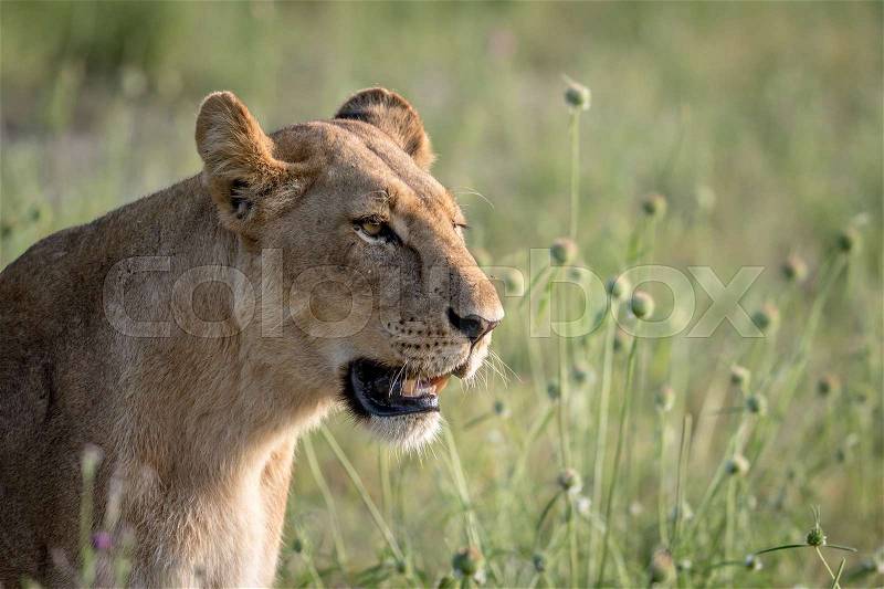 Side profile of a Lion in the grass in the Chobe National Park, Botswana, stock photo