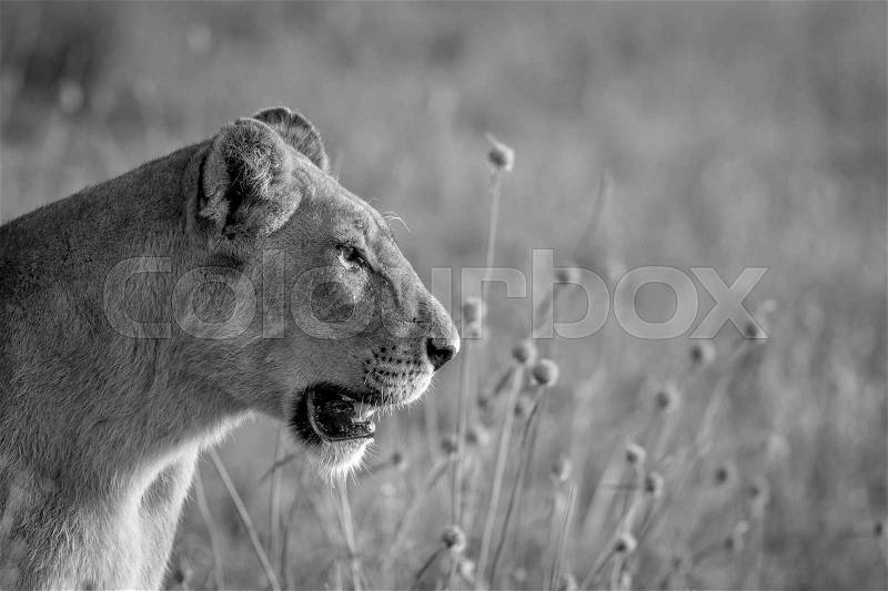 Side profile of a Lion in the grass in black and white in the Chobe National Park, Botswana, stock photo