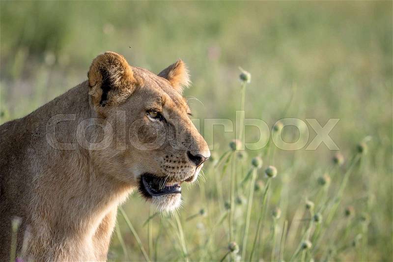 Side profile of a Lion in the grass in the Chobe National Park, Botswana, stock photo