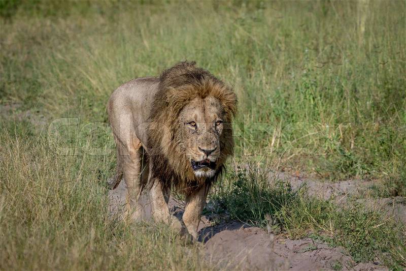 Big male Lion walking on the road in the Chobe National Park, Botswana, stock photo