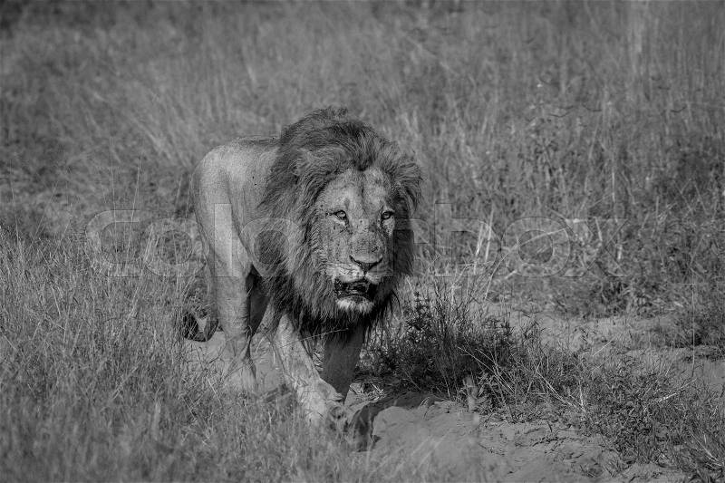 Big male Lion walking on the road in black and white in the Chobe National Park, Botswana, stock photo