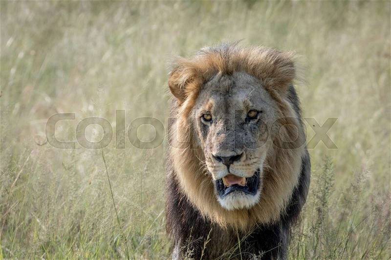 Big male Lion walking towards the camera in the Chobe National Park, Botswana, stock photo