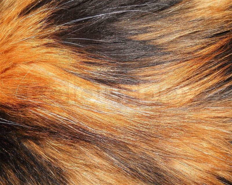 Cat hair, stock photo