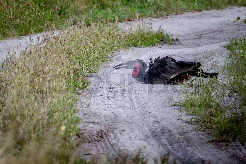 Southern ground hornbill taking a dust bath in the Chobe National Park, Botswana, stock photo