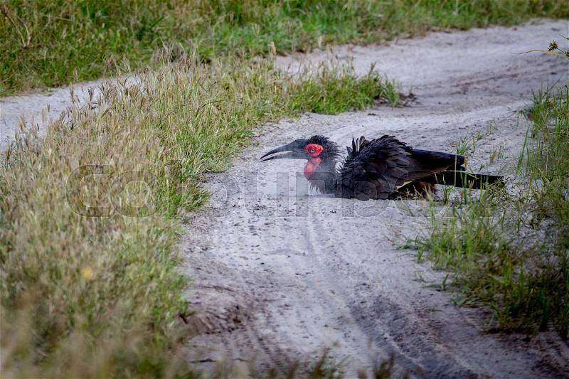 Southern ground hornbill taking a dust bath in the Chobe National Park, Botswana, stock photo