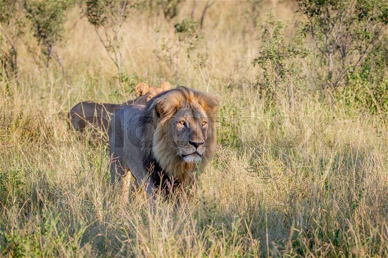 Big male Lion walking in the high grass in the Chobe National Park, Botswana, stock photo