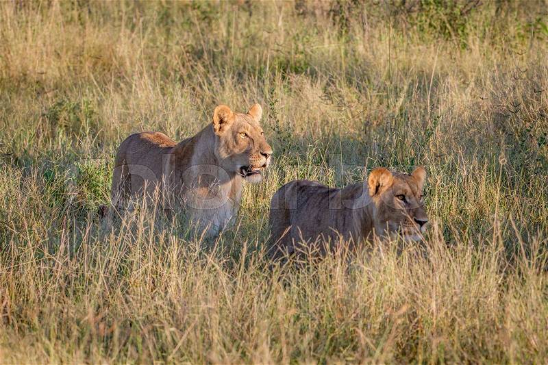 Two Lions walking in the high grass in the Chobe National Park, Botswana, stock photo