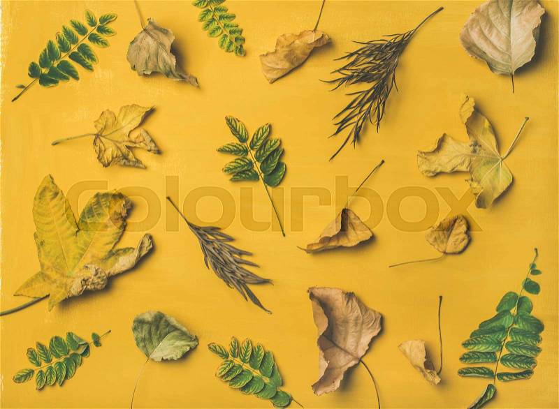 Autumn or Fall pattern, background and texture. Flat-lay of dried yellow and green tree leaves over mustard yellow painted wooden background, top view, stock photo