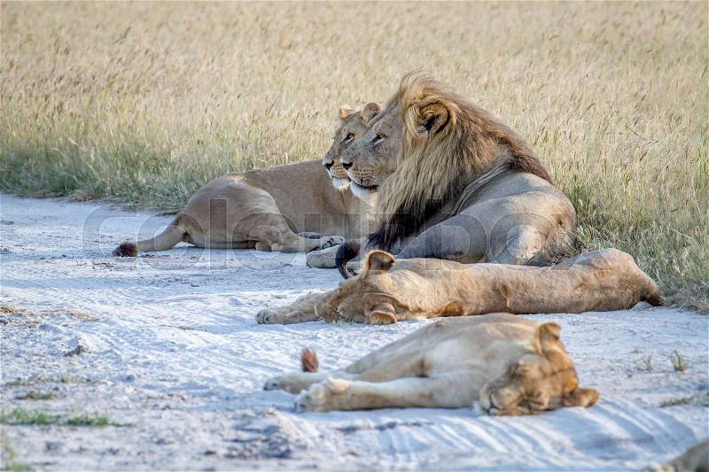 Pride of Lions laying in the sand in the Chobe National Park, Botswana, stock photo