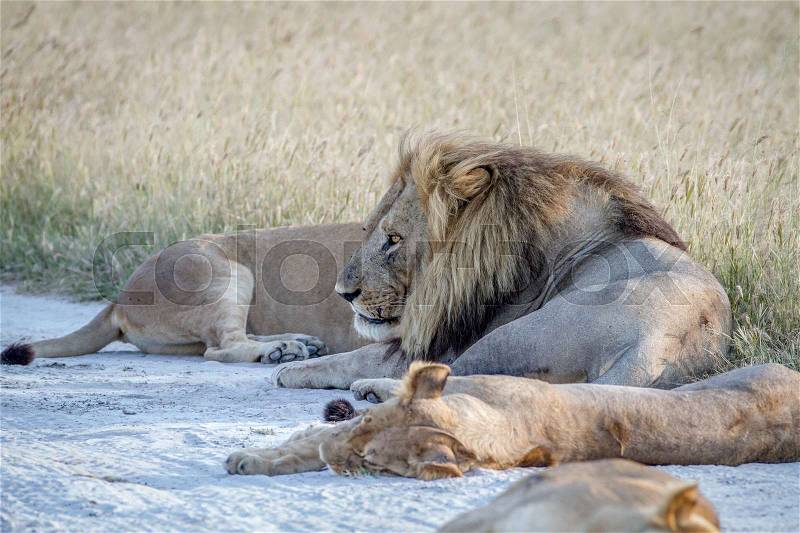 Pride of Lions laying in the sand in the Chobe National Park, Botswana, stock photo