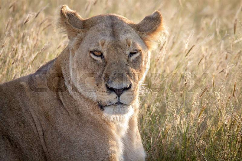 Close up of a female Lion in the Chobe National Park, Botswana, stock photo